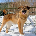 Молодая умная собака Шанель!, Новосибирск