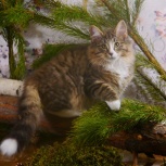 Шикарные котята породы норвежская лесная, Новосибирск