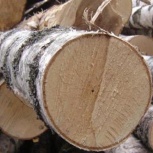 Продам: дровяная береза на корню, Новосибирск