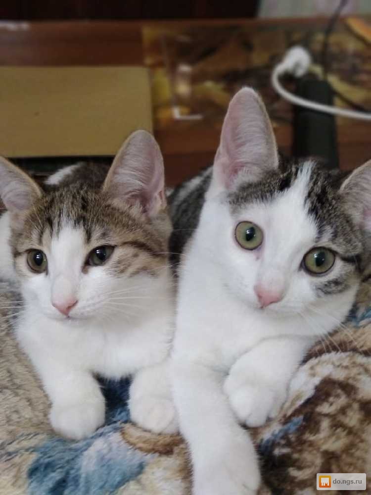 кота в добрые руки новосибирск