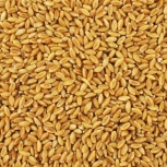 Куплю зерно пшеницы, ячмень, Новосибирск