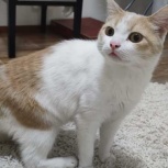 Найдена кошка (кот), Новосибирск