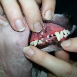 Ультразвуковая чистка зубов  собакам и кошкам,удаление зубов., Новосибирск