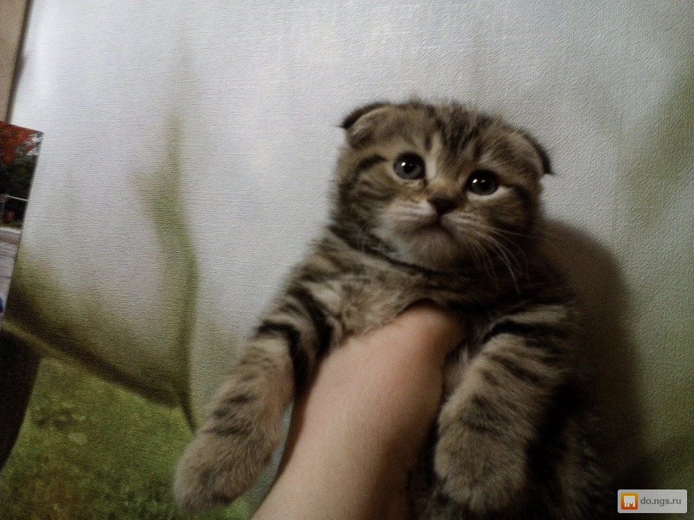 котята вислоухие полосатые фото онлайн