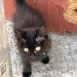 Котенок в добрые руки, Новосибирск