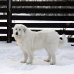 Пиренейская горная собака, Новосибирск