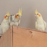 попугаи Кореллы, Новосибирск