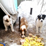 Очень срочно ищем дом для 3-х маленьких щенят!, Новосибирск