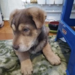 Срочно нужен дом маленькому щенку, Новосибирск