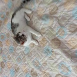 суперласковый ничейный кот Василёк, Новосибирск