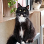 Красавец-кот Черныш в поисках семьи!, Новосибирск