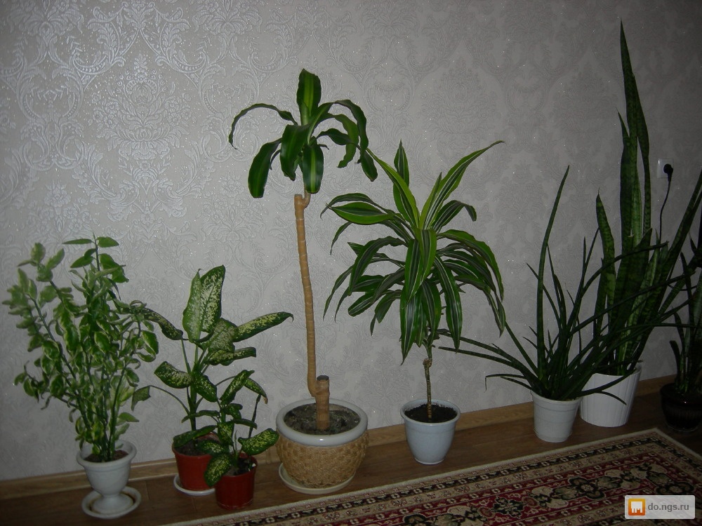 Напольные Комнатные Растения Фото