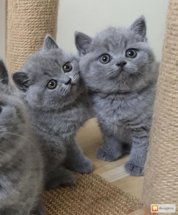 Сиамские Котята Фото Цена Сиамские Котята Фото Цена