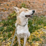 Солнечная собака Мина в поисках самой лучшей семьи ????, Новосибирск