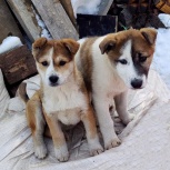 Славные щенки , 3 мес, Новосибирск