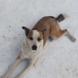 Потерялась собака, Новосибирск