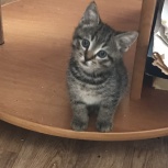 Котята в дар, Новосибирск