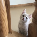 Котята в добрые руки, Новосибирск