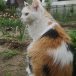 Потерялась трёхлапая кошка, Новосибирск