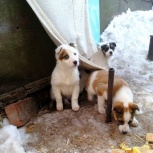 Очень срочно ищем дом для 2-х маленьких щенят!, Новосибирск