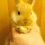 Продам декоративных кроликов., Новосибирск