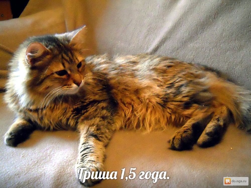 Сибирский Кот Фото Цена