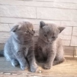Британские котята, Новосибирск