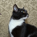 Импозантный кот Ветерок, Новосибирск