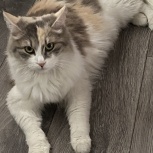 Молодая игривая кошка ищет дом, Новосибирск