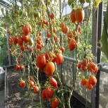 Семена томат гроздевой "Легенда Тарасенко" - 20шт, Новосибирск