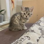 Отдам кошечку в хорошие руки, Новосибирск