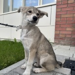 Щенок девочка в добрые руки, Новосибирск