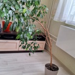 Фикус, Новосибирск