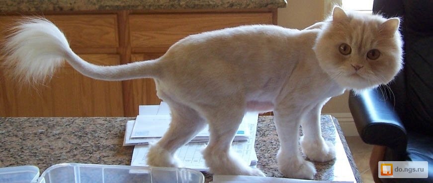 Подстричь кота в кременчуге
