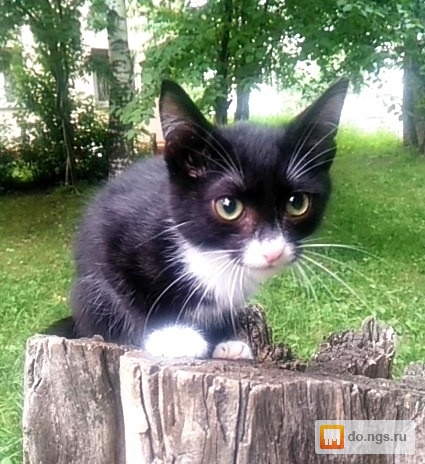 Лучик кот