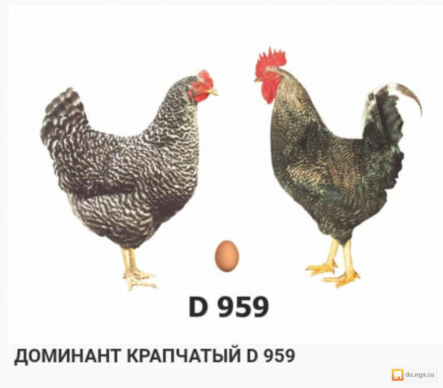 Доминант 849