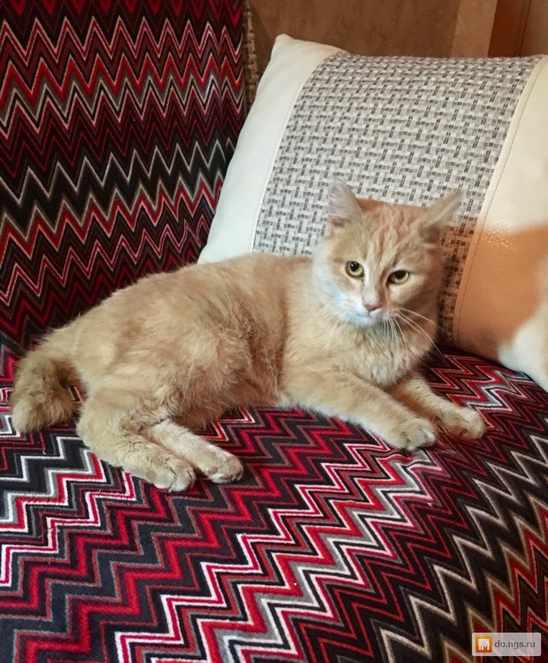 бобтейл в добрые руки