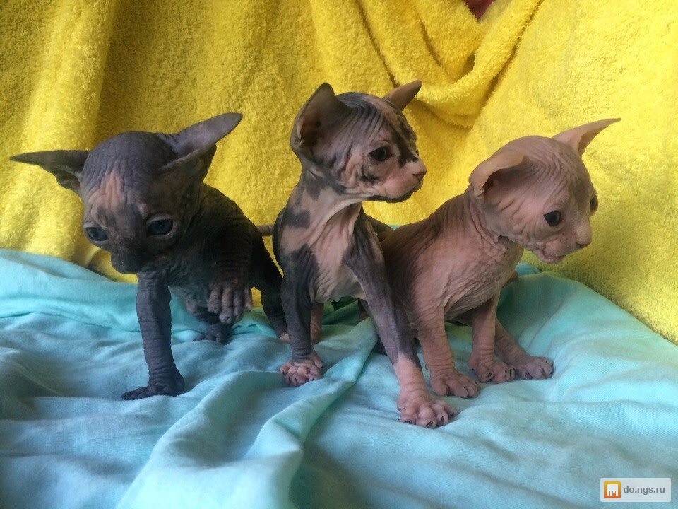 новорожденные котята сфинксов фото. кошки породы сфинкс даром. донской сфинкс светлый. котят сфинкса в добрые. добрый сфинкс.