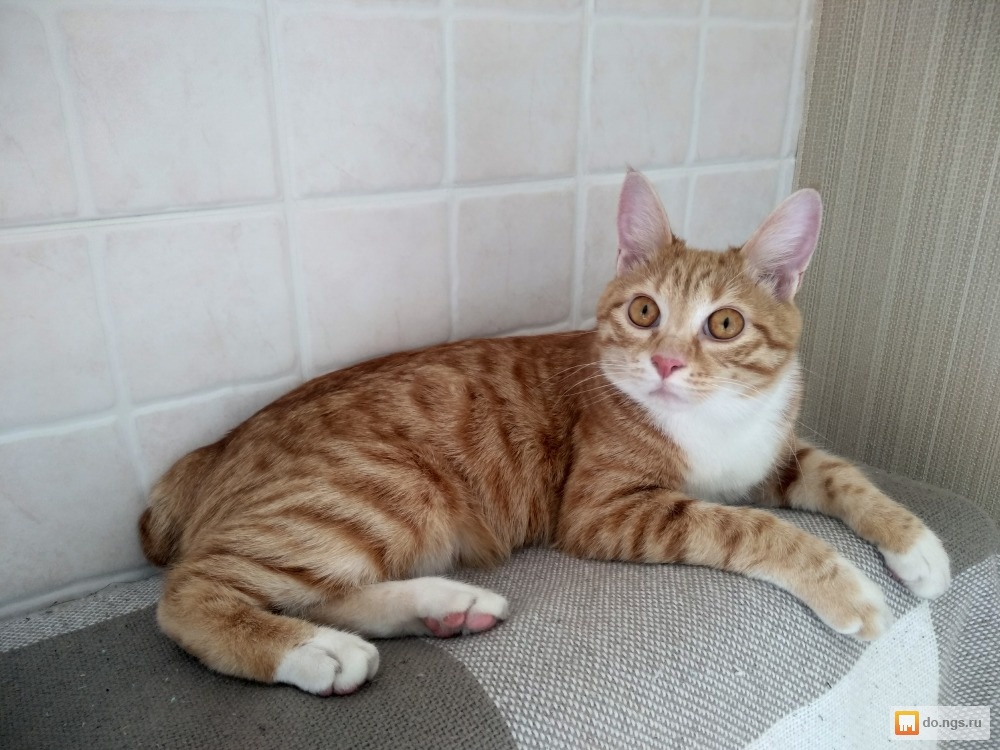 кошка курильский бобтейл в добрые руки. курильский бобтейл цена сколько стоит котенок. бобтейл метис кот. бобтейл кошка курильский котенок. картинки на рабочий стол коты курильские бобтейлы.