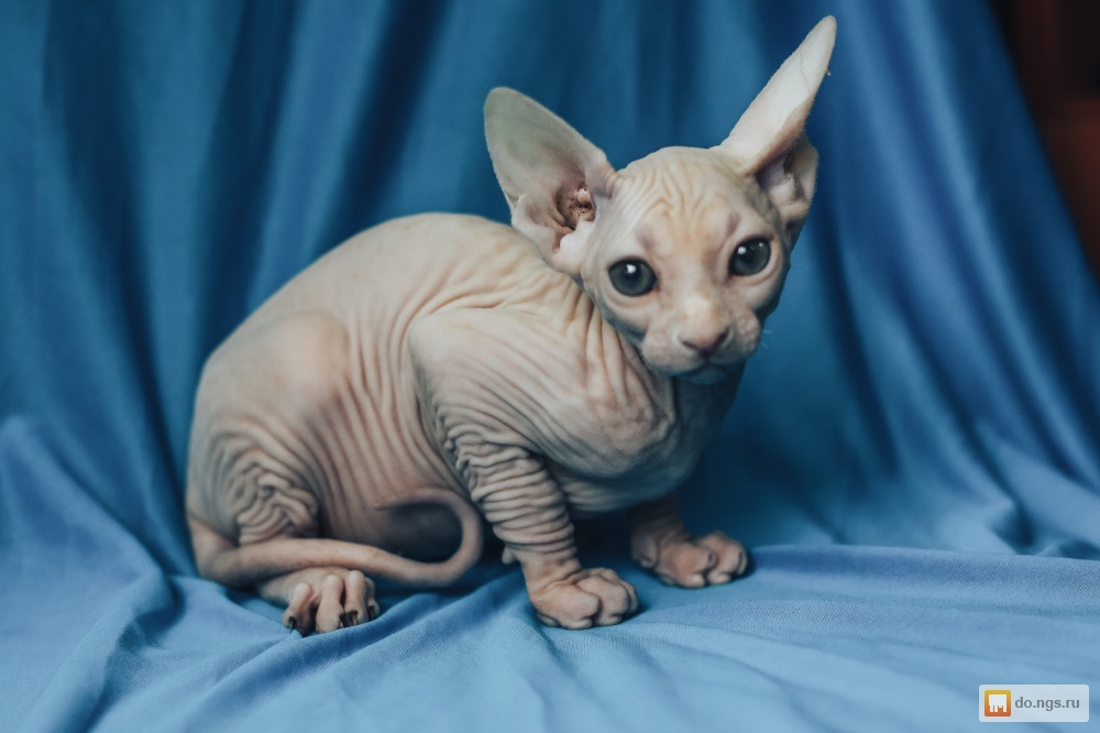котята сфинкс отзывы. канадский сфинкс котята. сфинкс (порода кошек). сфинкс биколор котенок. сфинкс (порода кошек).