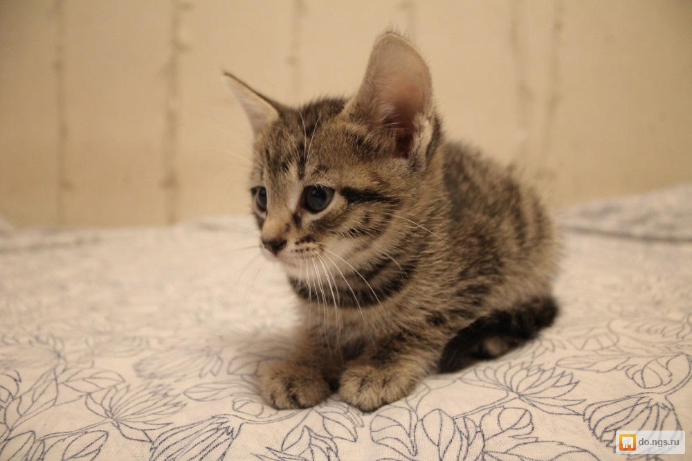 Котят 1 месяц - Арт Минск.ру