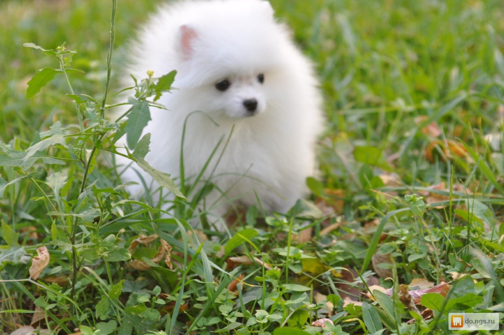 шпиц померанский медвежьего соболь. померанский шпиц мини новосибирск. шпиц в новосибирске. продаются шпицы. померанский шпиц новосибирск.