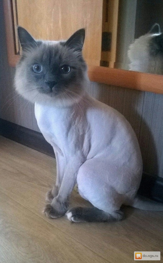 Можно подстричь сиамскую кошку