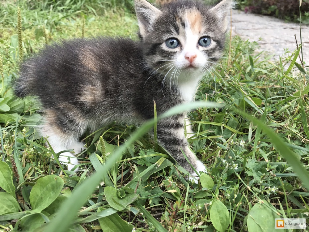 Котята в новосибирске в добрые руки с фото