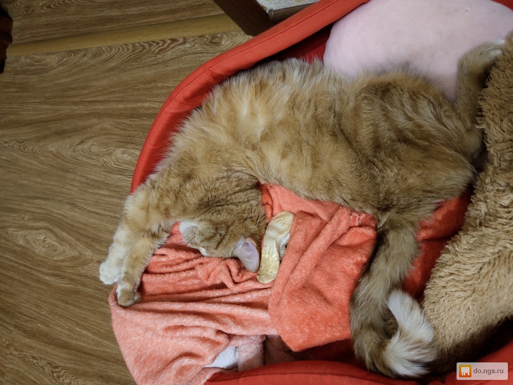 отдам в добрые руки новосибирск. отдам в добрые руки щенка. порхов отдам в добрые руки щенка. в добрые руки собаку в сергиевом посаде. отдам в добрые руки новосибирск.