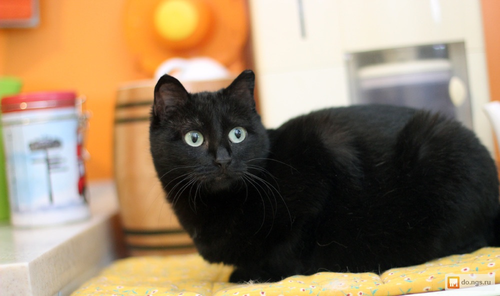 Купить кошку в курске. Чёрная кошка Курск. Выставка черных кошек. Номер черной кошки Курск. Миниатюрная черная кошечка с большими глазами.