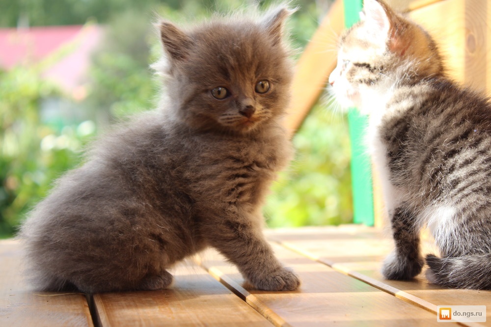 Месячные котята на улице при плюс 1. 9-месячные котята. 1 месячные котята. Месячный котенок. Котята трехшерстные сибирские котята.