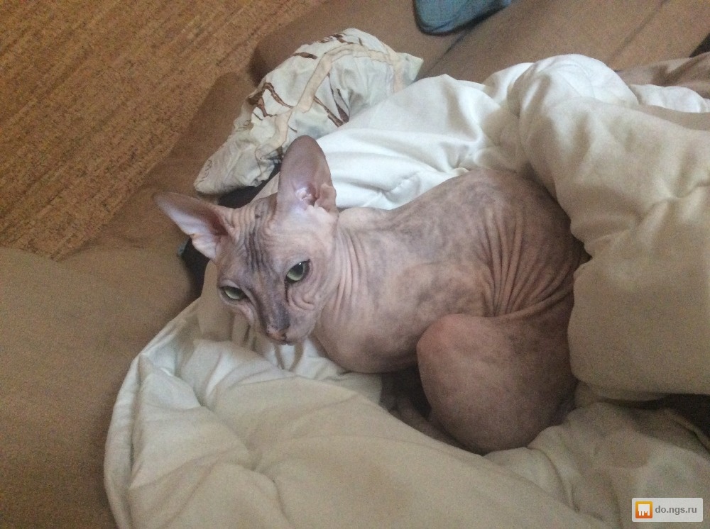 котенок сфинкса отдам. котенок сфинкса отдам. котят сфинкса в добрые. добрый сфинкс. котенок сфинкса отдам.