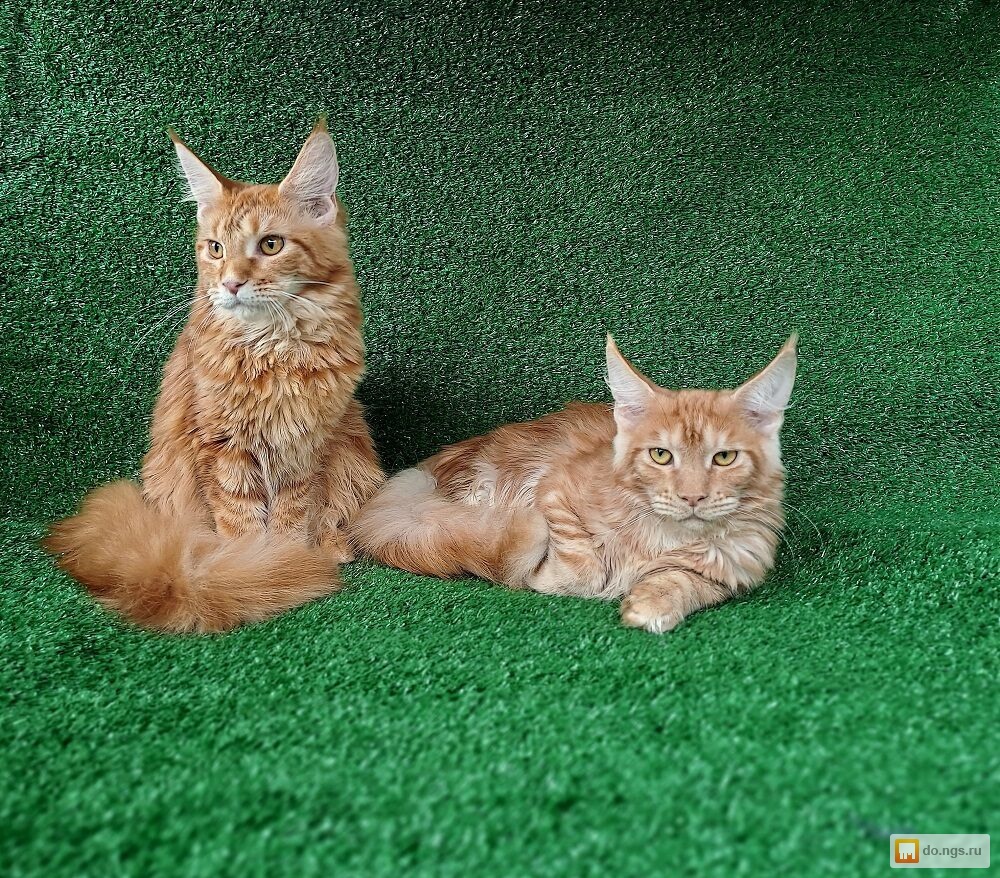 Питомник мейн кунов в санкт-петербурге. Мейн-кун. Новосибирск мейн питомник. Питомник мейн кунов гуато. Новосибирск мейн питомник.