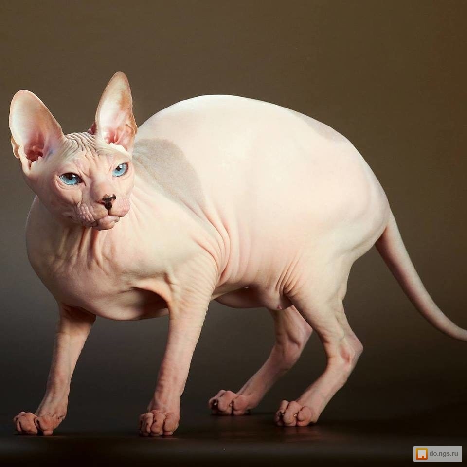 Донской сфинкс фото взрослых кошек